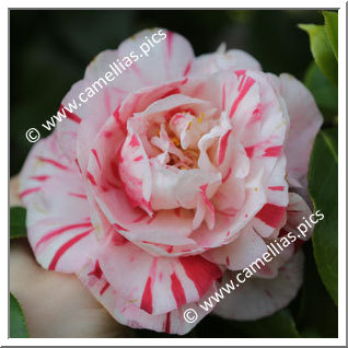 Camellia Japonica 'William Honey'