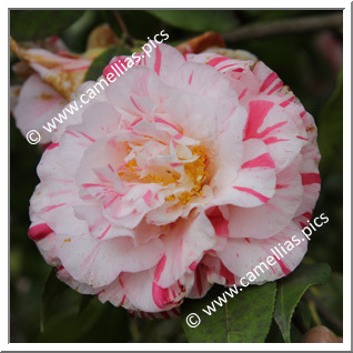 Camellia Japonica 'William Honey'