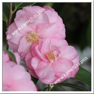 Camellia Japonica 'William Honey Rosea'