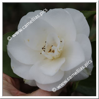 Camellia Japonica 'Mrs William Thompson'
