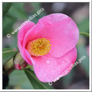 Camellia Hybride C.x williamsii 'Exbury '