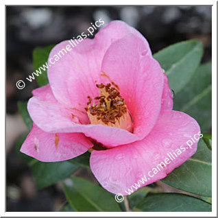 Camellia Hybrid C.x williamsii 'Exbury '