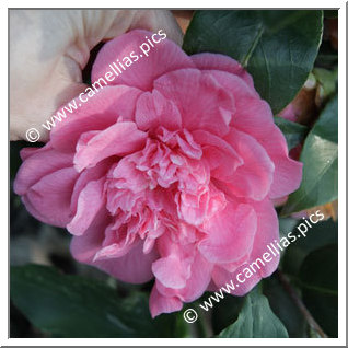 Camellia Japonica 'Wildwood'