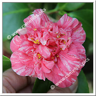 Camellia Japonica 'Wingster Harlekin'