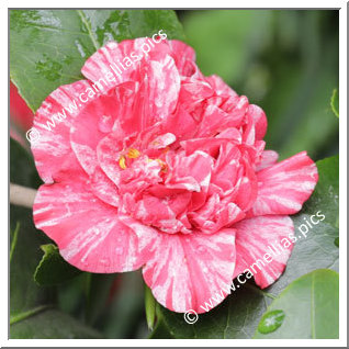 Camellia Japonica 'Wingster Harlekin'