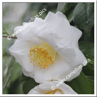 Camellia Japonica 'Wingster Olymp'