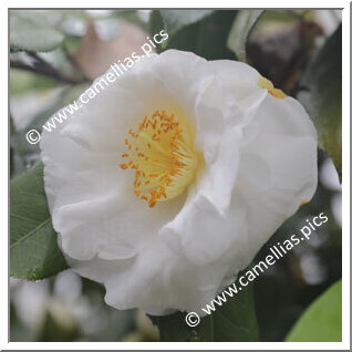 Camellia Japonica 'Wingster Olymp'