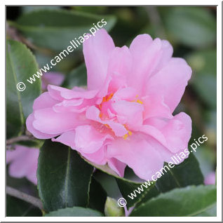 Camellia Hybride 'Winter's Dream'