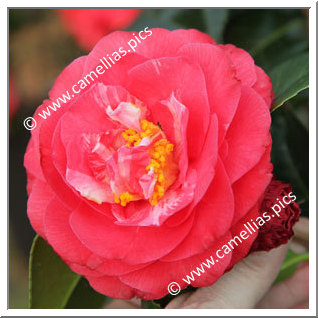 Camellia Hybrid C.x williamsii 'Winter Gem'