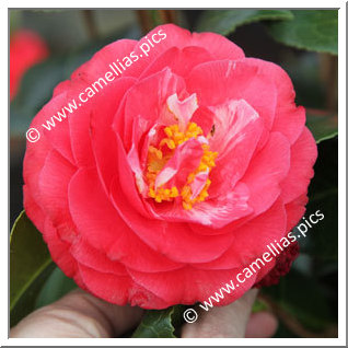 Camellia Hybride C.x williamsii 'Winter Gem'