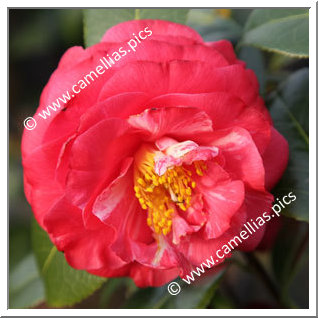 Camellia Hybrid C.x williamsii 'Winter Gem'