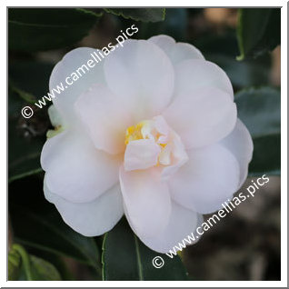 Camellia Hybrid 'Winter's Rose '