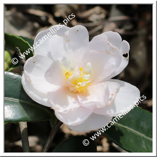 Camellia Hybrid 'Winter's Rose '