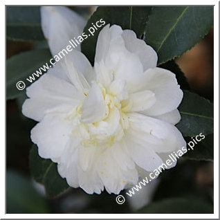 Camellia Hybride 'Winter's Snowman '