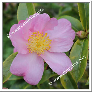 Camellia Hybrid 'Winter's Star'