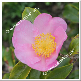 Camellia Hybride 'Winter's Star'