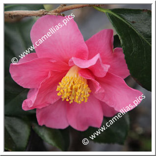 Camellia Hybride 'Winter's Fire'