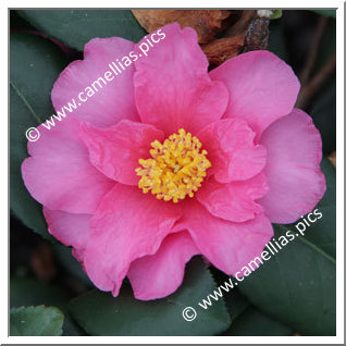 Camellia Hybrid 'Winter's Fire'