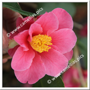 Camellia Hybride 'Winter's Fire'