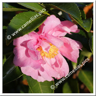 Camellia Hybrid 'Winter's Joy'