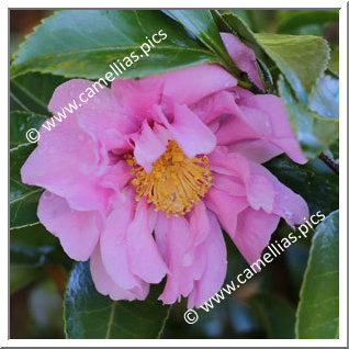 Camellia Hybride 'Winter's Joy'