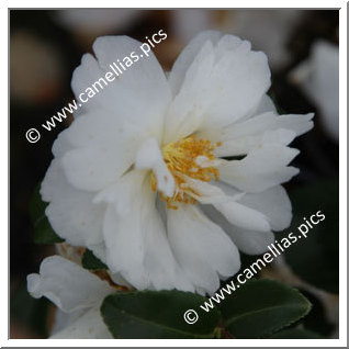 Camellia Hybride 'Winter's Waterlily'