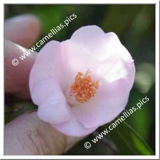 Camellia Hybride 'Winton'