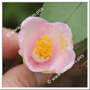Camellia Hybrid 'Wirlinga Belle'