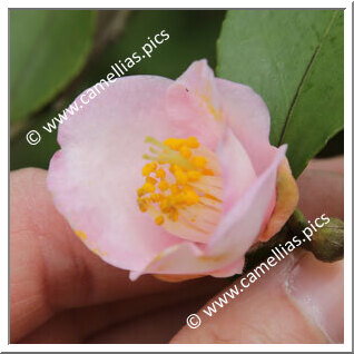 Camellia Hybride 'Wirlinga Belle'