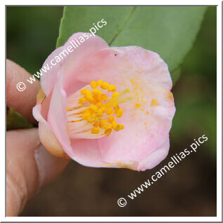 Camellia Hybride 'Wirlinga Belle'