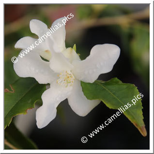 Camellia Hybrid 'Wirlinga Bride '