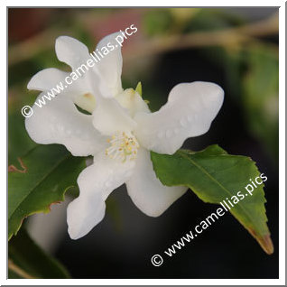 Camellia Hybride 'Wirlinga Bride '