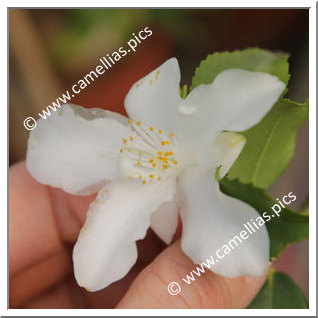 Camellia Hybride 'Wirlinga Bride '