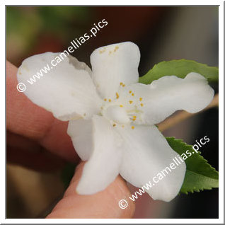 Camellia Hybride 'Wirlinga Bride '