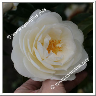 Camellia Japonica 'Witman Yellow'