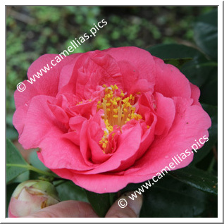 Camellia Japonica 'Wonderland'