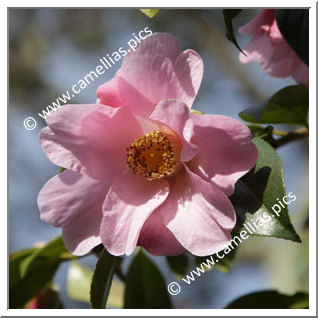 Camellia Hybrid C.x williamsii 'Wood Nymph'