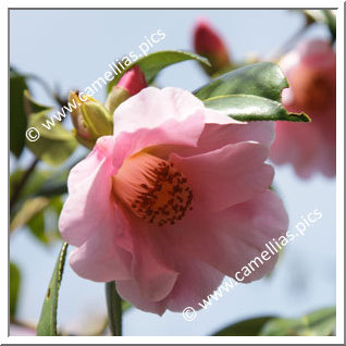 Camellia Hybrid C.x williamsii 'Wood Nymph'