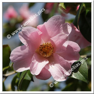 Camellia Hybride C.x williamsii 'Wood Nymph'