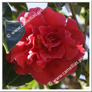 Camellia Reticulata 'Woodford Harrison'
