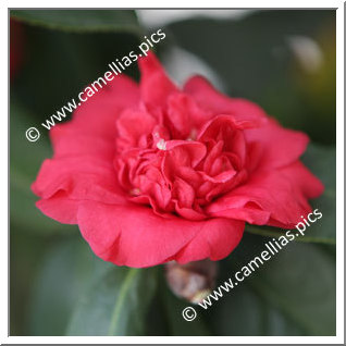 Camellia Japonica 'Woodsii'