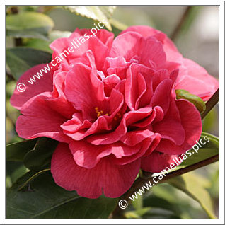 Camellia Japonica 'Woodville Red'