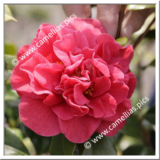 Camellia Japonica 'Woodville Red'
