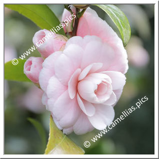 Camellia Japonica 'Contessa Woronzoff'