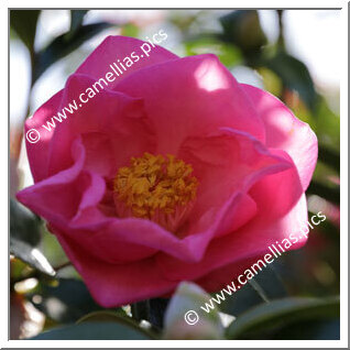 Camellia Hybrid C.x williamsii 'Wynne Rayner'