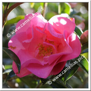 Camellia Hybrid C.x williamsii 'Wynne Rayner'