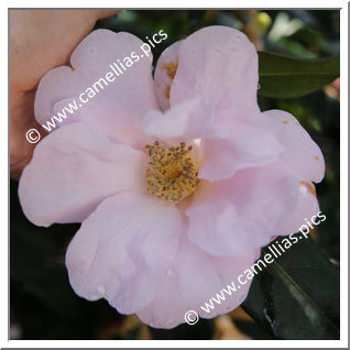 Camellia Hybride 'Xeremia '
