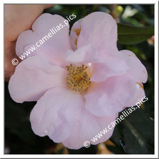 Camellia Hybrid 'Xeremia '