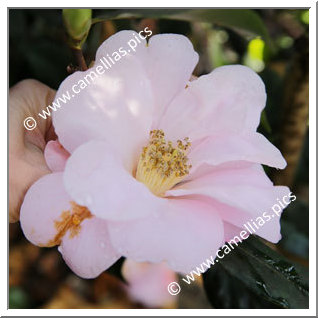 Camellia Hybrid 'Xeremia '