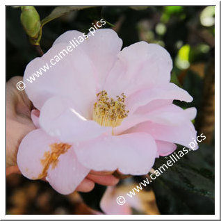 Camellia Hybride 'Xeremia '